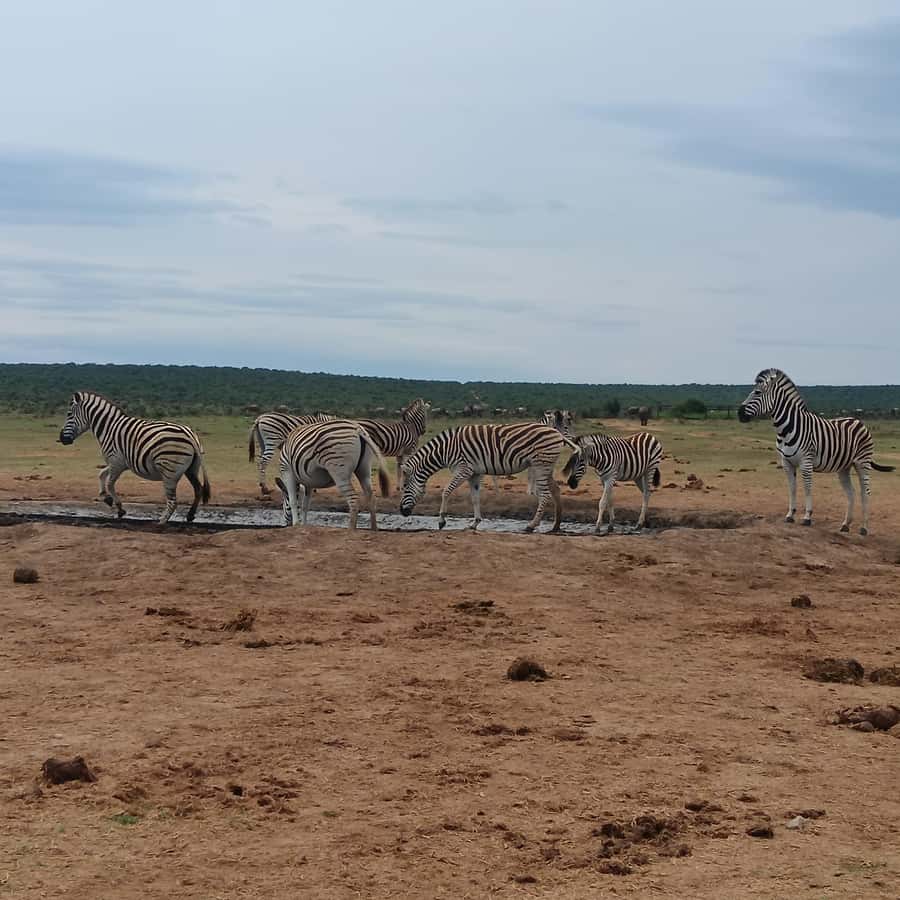 Addo Elephant Park and Kragga Kamma Game Park Combo - Key Points at a Glance