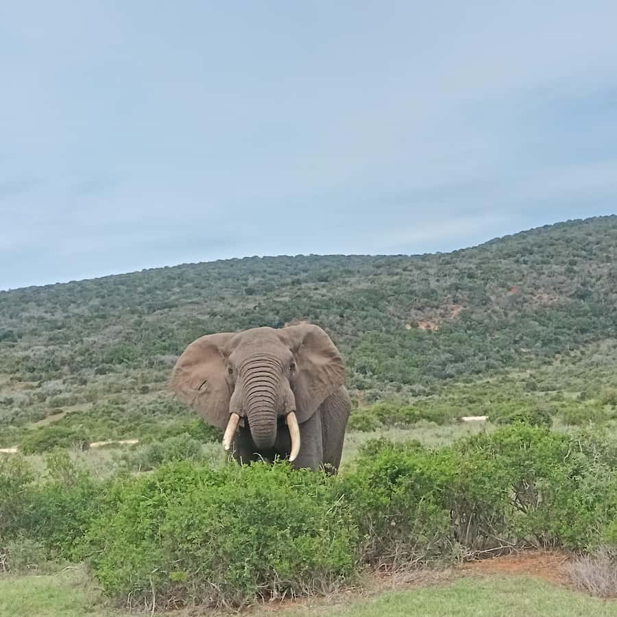 Addo Elephant Park and Kragga Kamma Game Park Combo - Why This Addo Plus Kragga Kamma Combo Works So Well