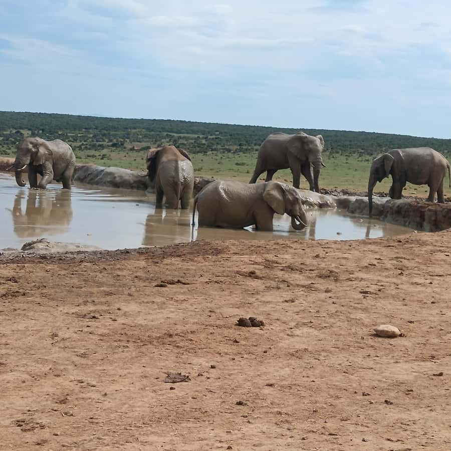 Addo Elephant Park and Kragga Kamma Game Park Combo - Addo Elephant National Park: Five Hours of Big Game Watching