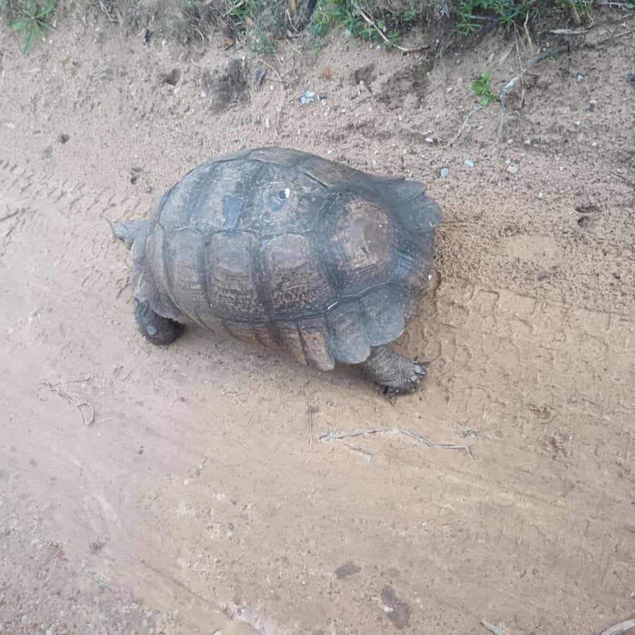 Addo Elephant Park and Kragga Kamma Game Park Combo - Kragga Kamma Game Park: More Than Just a Second Stop