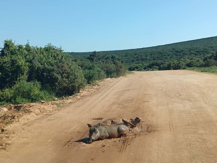 Addo Elephant Park and Kragga Kamma Game Park Combo - Binoculars, Closed Vehicles, and How You Actually Spot Animals