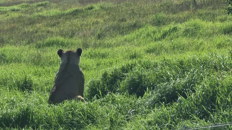 Addo Elephant Park and Kragga Kamma Game Park Combo - Who This Tour Fits Best (And Who Should Rethink It)