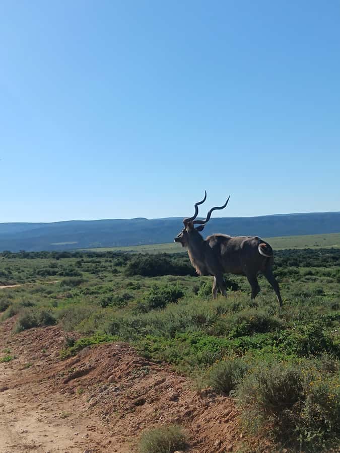 Addo Elephant Park and Kragga Kamma Game Park Combo - Small Details to Pack, so You Don’t Have a Bad Day