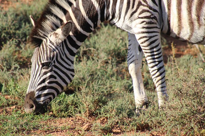 Addo Elephant Park multi-day Photo Safari - Day 1 in East London: city sights and the Steve Biko Centre