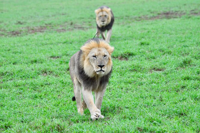 Addo Elephant Park Safari & Shore Excursion from Port Elizabeth - Price and what you are actually getting at $163.91 per person