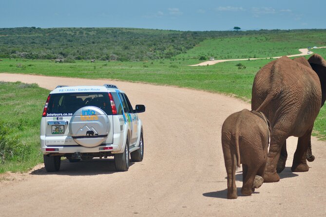 Addo Elephant Park Safari & Shore Excursion from Port Elizabeth - Meeting the day: pickup, comfort, and the small-group advantage