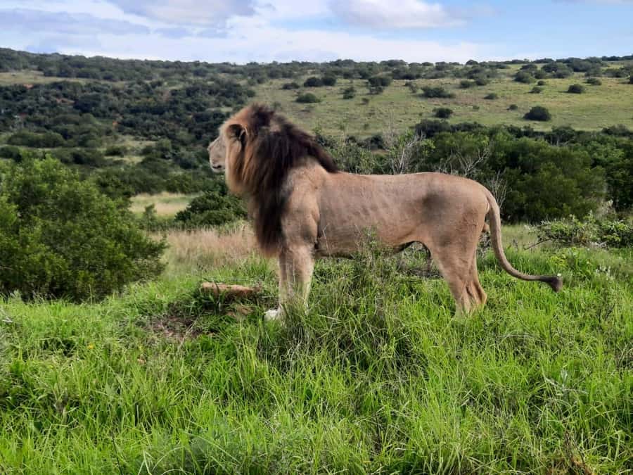 Addo Elephant Park:Safari Tour meet Big 5 to be satisfied - Key highlights to look for