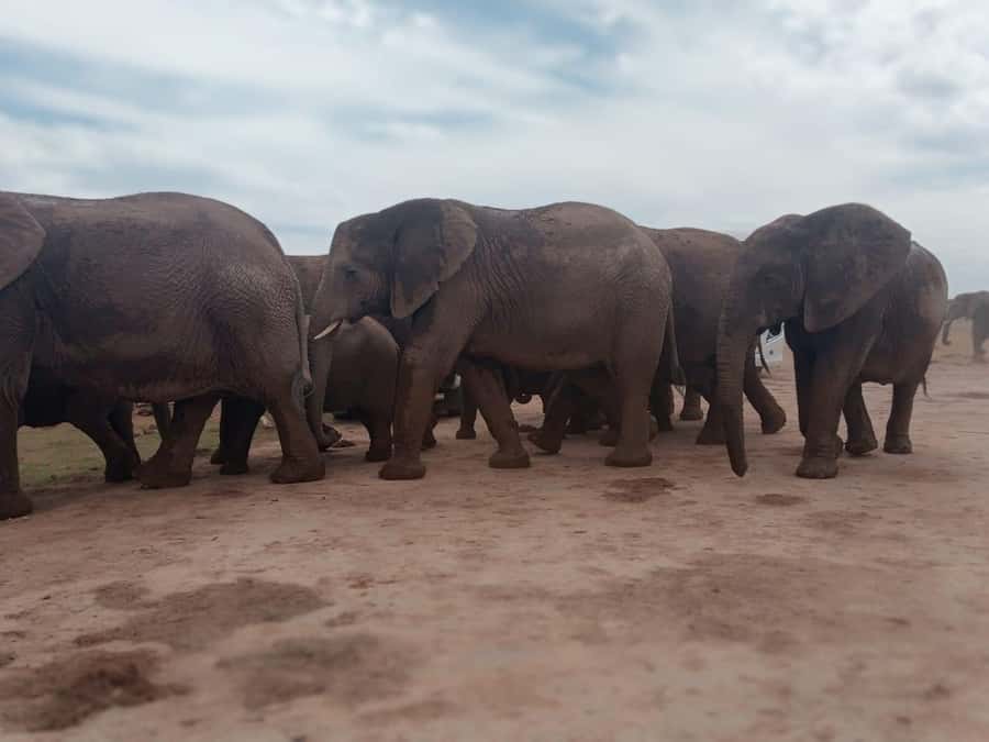 Addo Elephant Park:Safari Tour meet Big 5 to be satisfied - From PE Harbour to Addo, the day’s pace makes sense