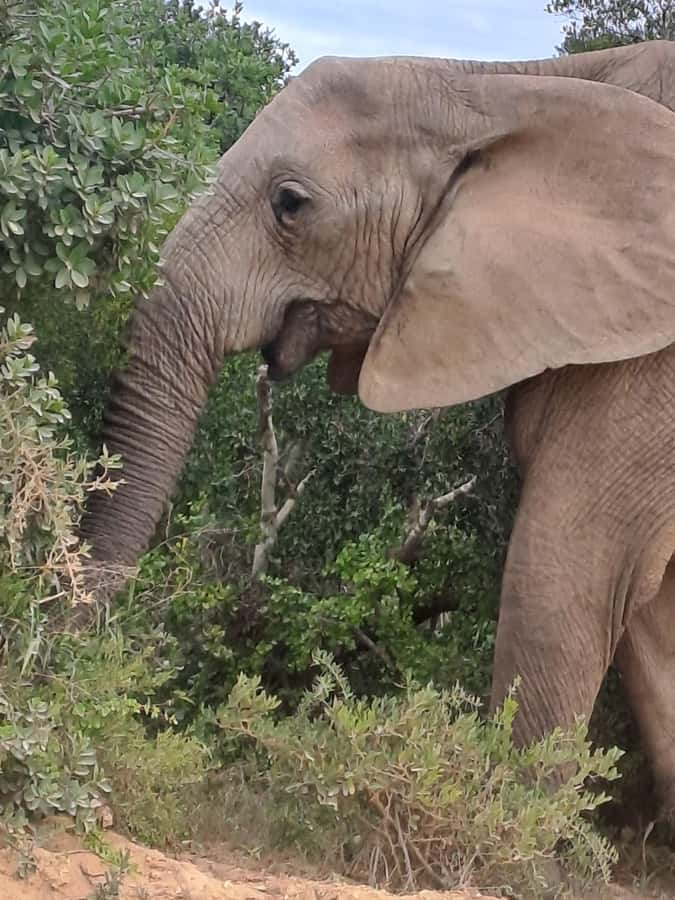 Addo Elephant Park:Safari Tour meet Big 5 to be satisfied - What you may actually spot during a daytime 6-hour safari