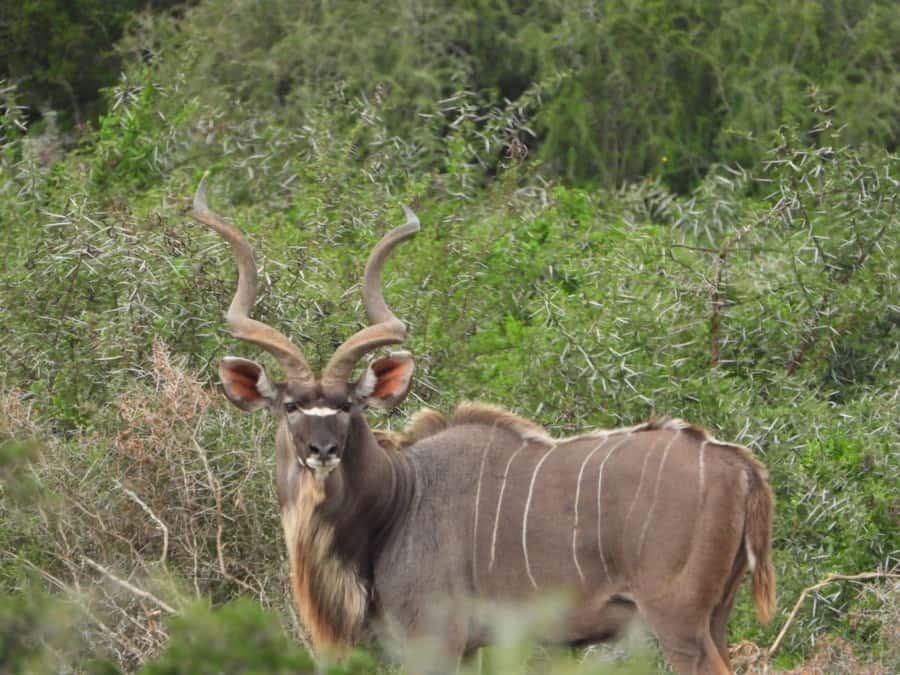 Addo Elephant Park:Safari Tour meet Big 5 to be satisfied - Lunch in the park, picnic and drinks that reset your momentum