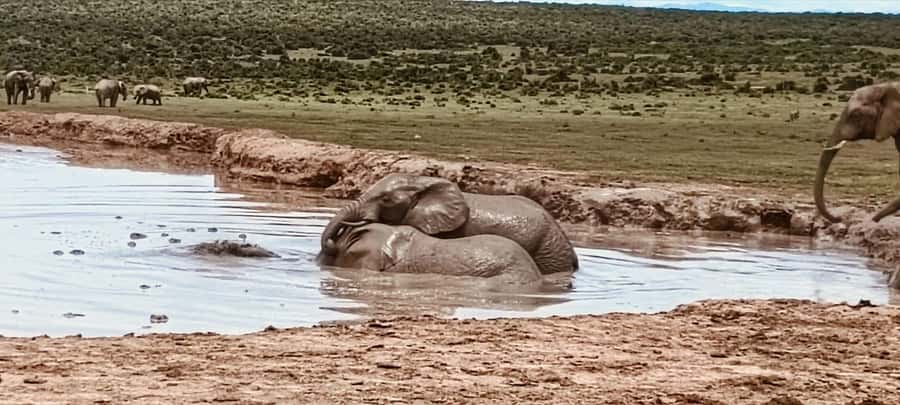 Addo Elephant Park:Safari Tour meet Big 5 to be satisfied - Meeting OTTOURS at the gate, and why ID matters