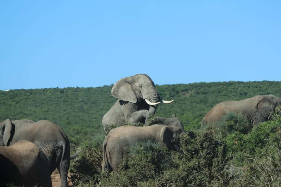 Addo Elephant Park Tours. Full Day - Leaving Port Elizabeth for Addo, and Why the Pickup Matters