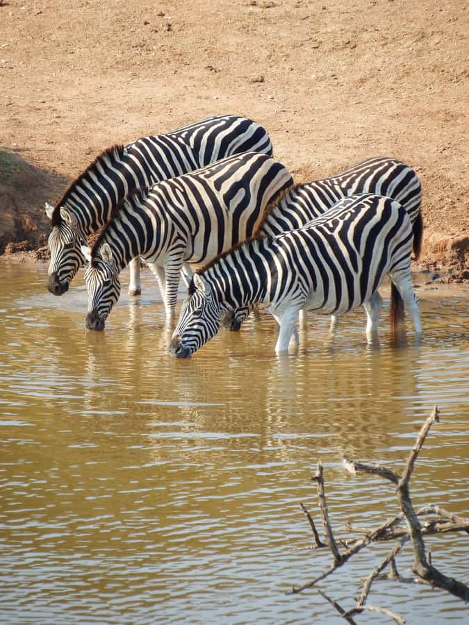 Addo Elephant Park Tours. Full Day - Addo Timing: What the 8-Hour Day Feels Like in the Real World