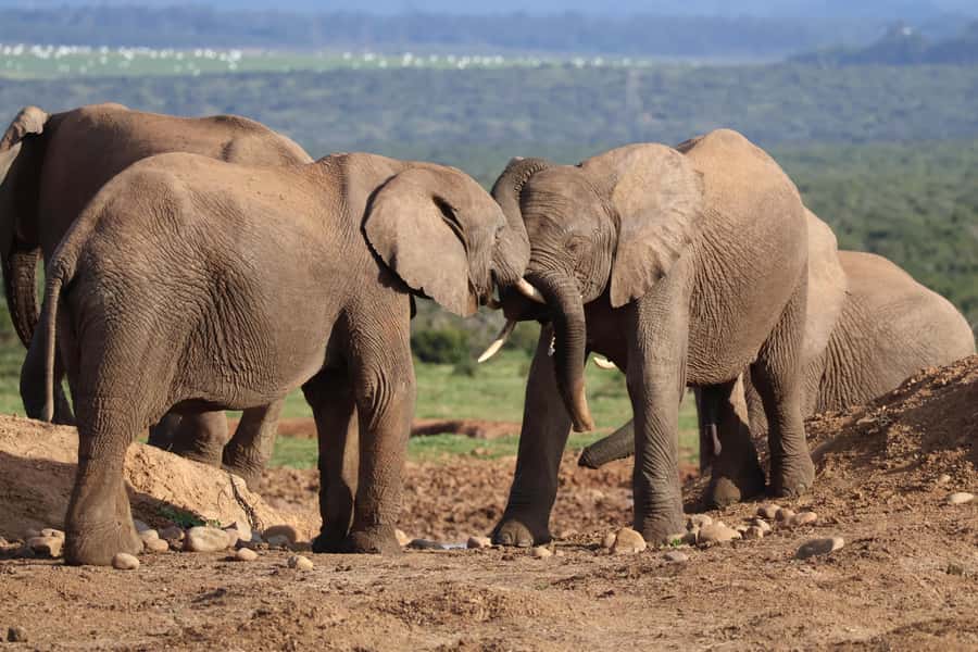 Addo Elephant Park Tours. Full Day - The Guide Makes the Difference, Caleb, Khaleb, Kailem, and How Stories Help