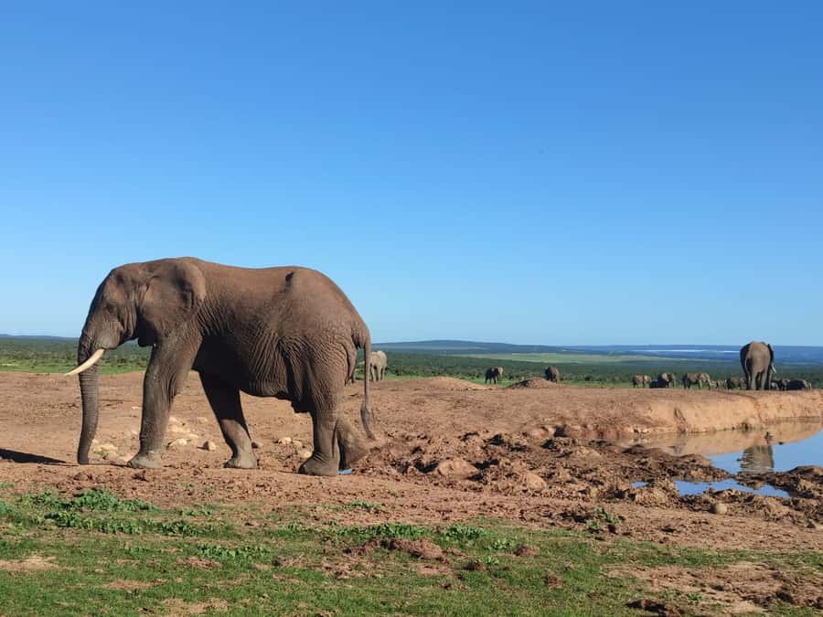 Addo Elephant Park Tours. Full Day - Algoa Bay Add-On: Whales and White Sharks as a Chance, Not a Promise