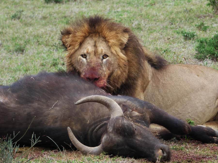 Addo National Park: Full-Day Safari Tour - Key highlights to look forward to