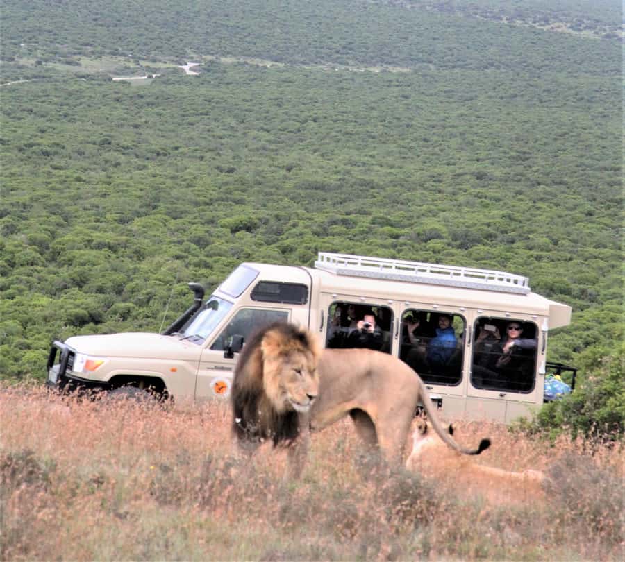 Addo National Park: Full-Day Safari Tour - Why Addo feels like two safaris in one day