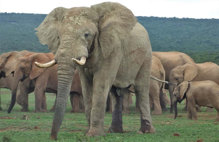 Addo National Park: Full-Day Safari Tour - The North section drive: where patience pays off