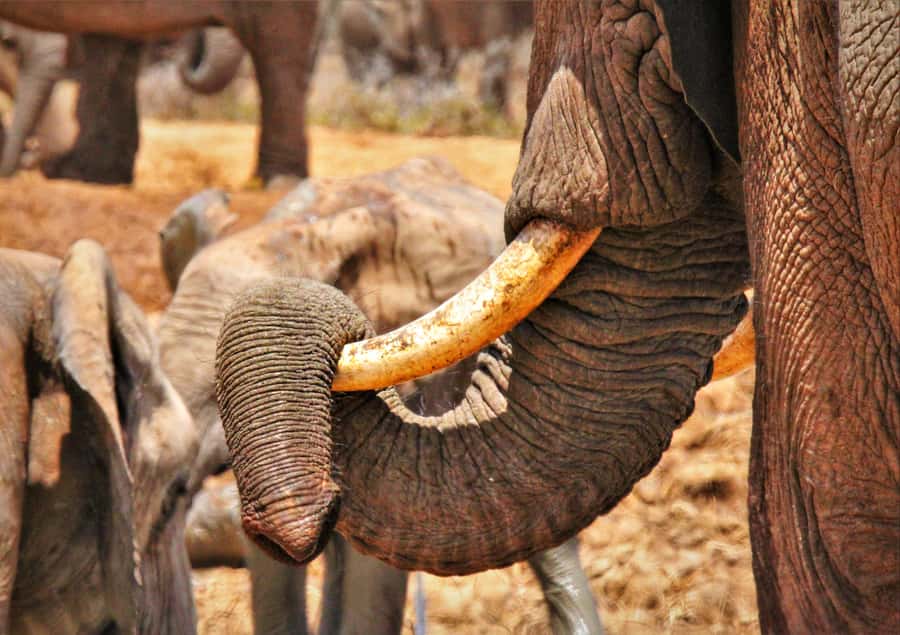 Addo National Park: Full-Day Safari Tour - Switching to the South area: changing habitats, more chances