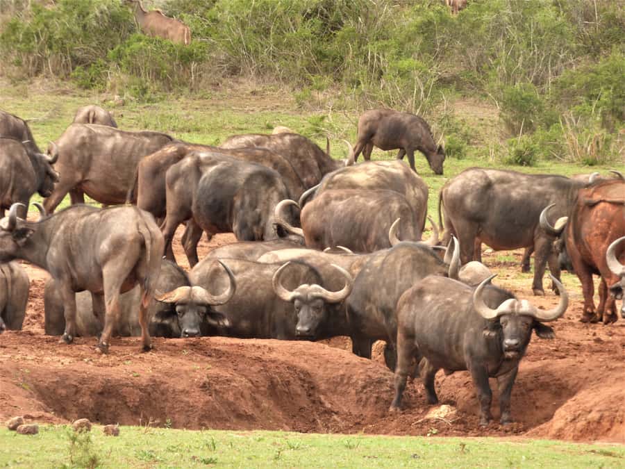 Addo National Park: Full-Day Safari Tour - Colchester Section influence near Sundays River Mouth