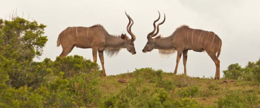 Addo National Park: Full-Day Safari Tour - The braai/BBQ lunch with onsite garden salad