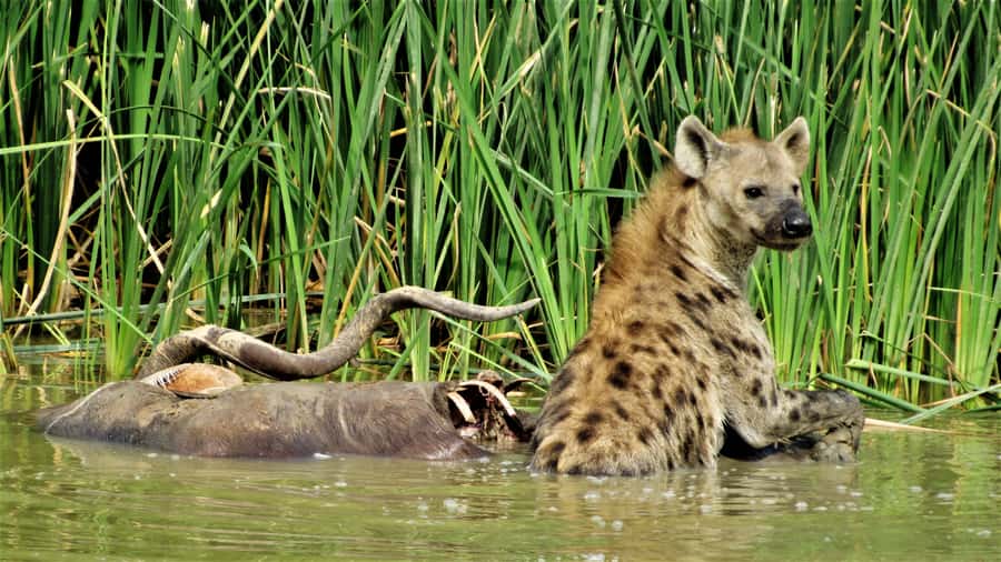 Addo National Park: Full-Day Safari Tour - Drinks and snacks: small inclusions that help a lot