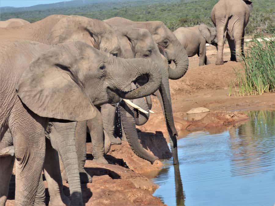 Addo National Park: Full-Day Safari Tour - Getting to the safari with comfort: the Toyota Land Cruiser setup