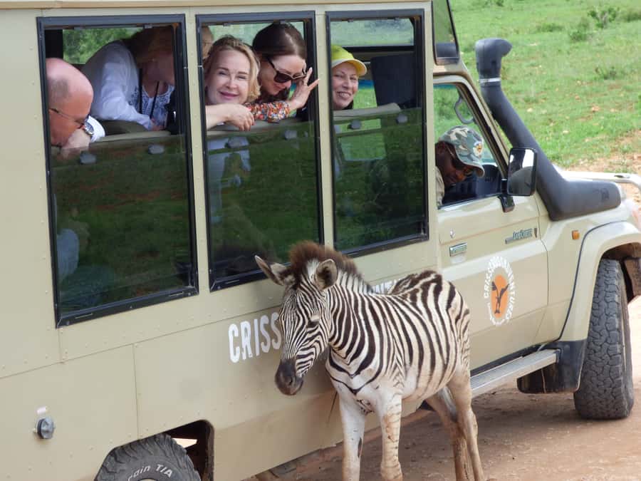 Addo National Park: Guided Half-Day Safari - Key highlights to watch for