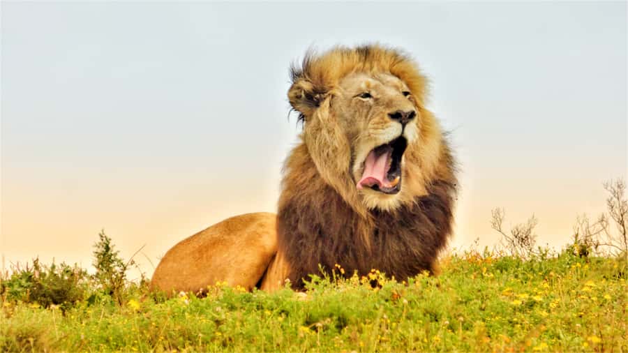 Addo National Park: Guided Half-Day Safari - Quick Take on a Four-Hour Addo Safari From Addo Village