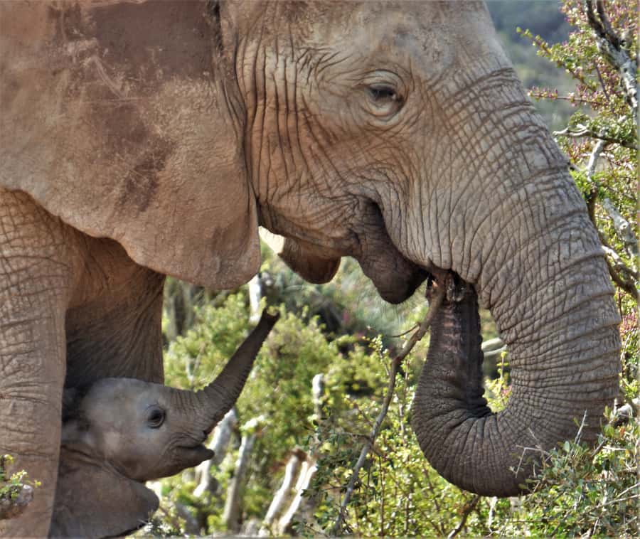 Addo National Park: Guided Half-Day Safari - Northern Main Camp Routes and Big 5 Game Viewing Area Time