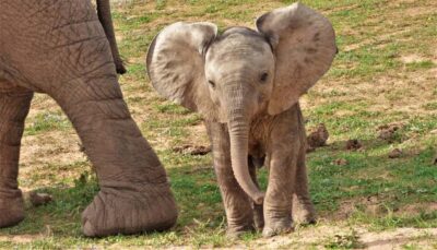 Addo National Park: Guided Half-Day Safari