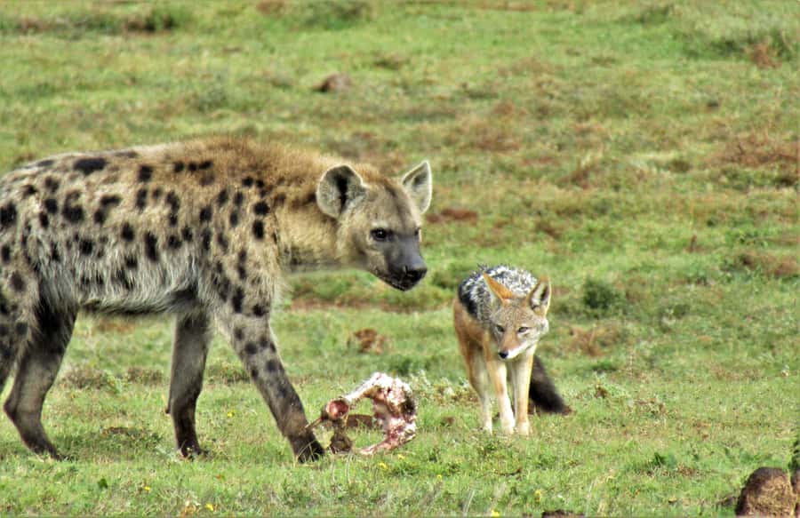 Addo National Park: Guided Half-Day Safari - Your Guide’s Role: Spotting, Vegetation Talk, and Local Stories