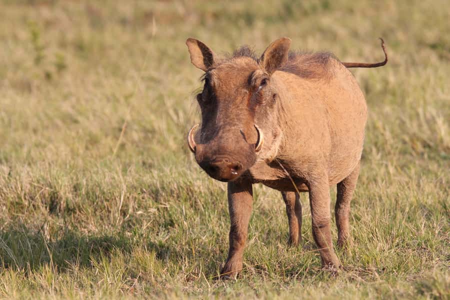 Addo National Park: Guided Half-Day Safari - Price and Value: $81 Tour, Plus R492 Entrance and Conservation Fees