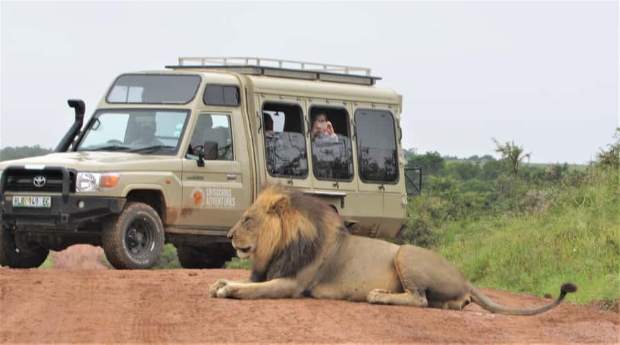 Addo National Park: Guided Half-Day Safari - Who This Half-Day Addo Safari Fits Best