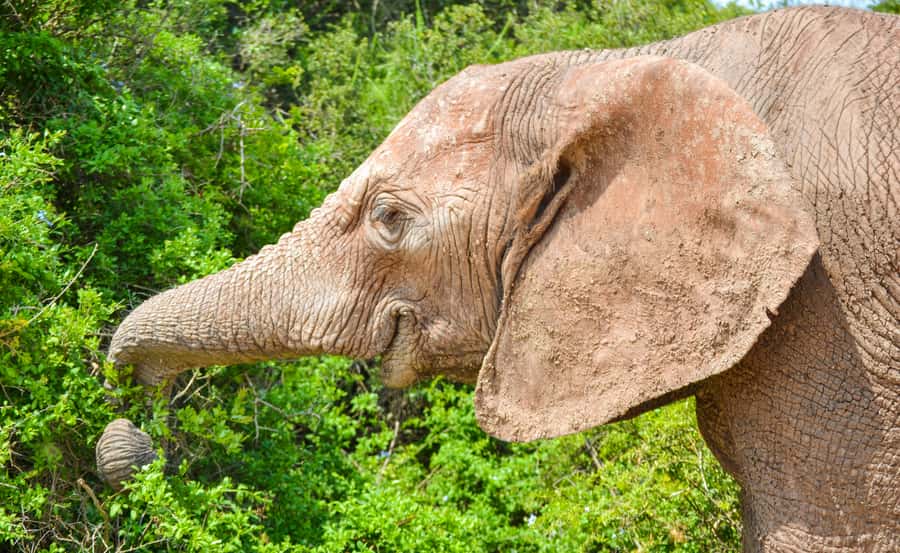 Addo Safari Full Day Tour - Big 7 in Addo, and what that means for your day