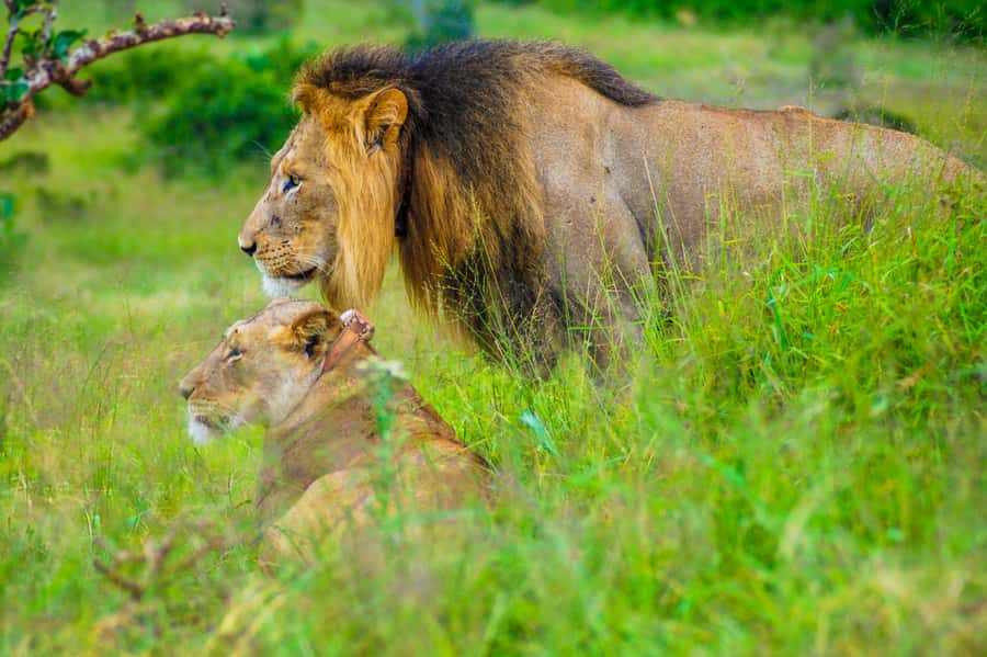 Addo Safari Full Day Tour - The safari drive setup: comfort that helps your eyes work