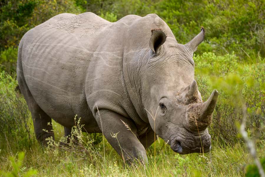 Addo Safari Full Day Tour - The braai lunch in the park, and why it works on a safari day