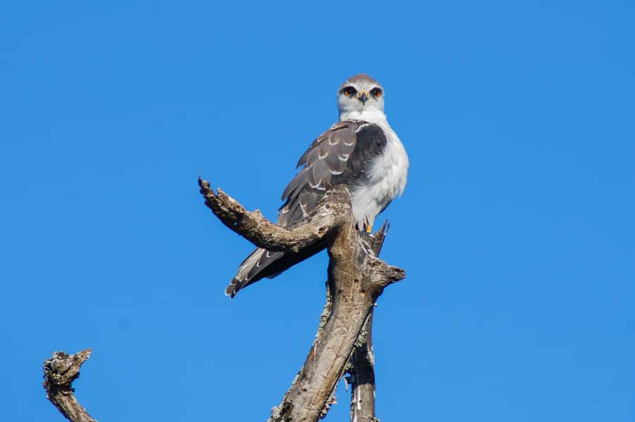 Addo Safari Full Day Tour - Your guide matters: what you learn, and how sightings improve
