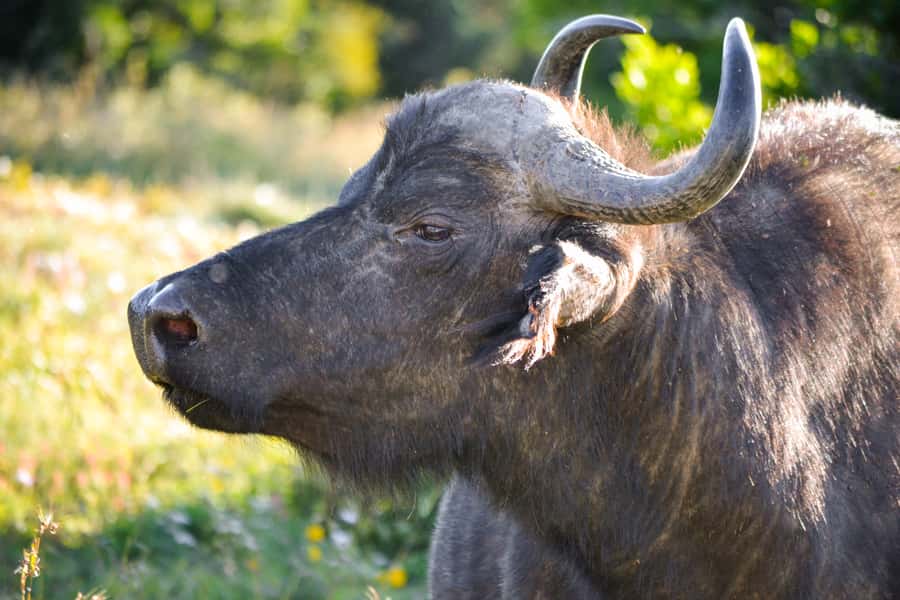 Addo Safari Full Day Tour - Entrance fee and the real cost of planning your day