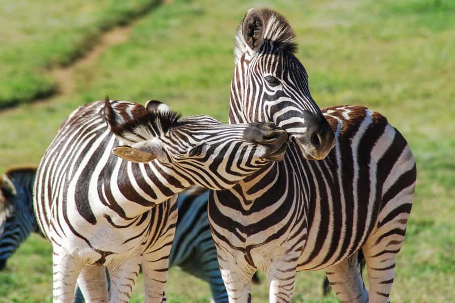 Addo Safari Full Day Tour - Who this Addo safari suits best (and who should rethink it)