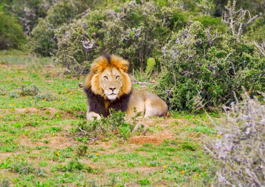 Addo Safari Full Day Tour - Meeting at A Taste of Africa in Colchester (and why timing matters)