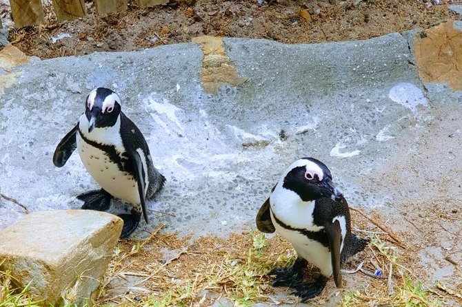 African Penguins (Boulders Beach) Half Day tour from Cape Town - Muizenberg Beach: a short stop for surfing color on False Bay