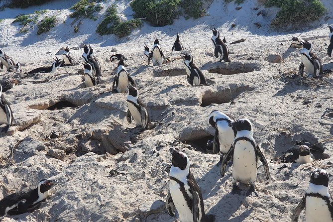 African Penguins (Boulders Beach) Half Day tour from Cape Town - Small-group pace and guide style: why it matters on this route