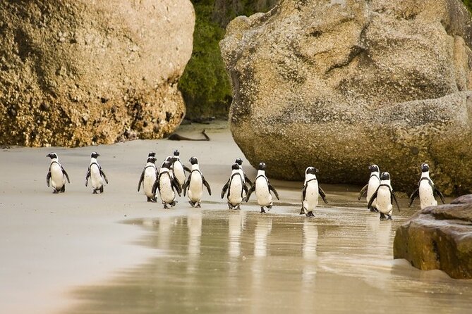African Penguins (Boulders Beach) Half Day tour from Cape Town - Price and value: is $57.66 per person worth it?