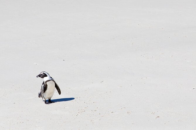 African Penguins (Boulders Beach) Half Day tour from Cape Town - The penguins, the sounds, and the egg season detail