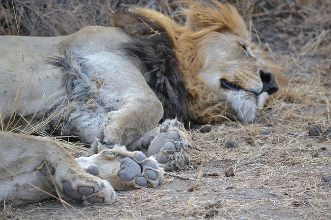 African Safari in Pilanesberg National Park - 1 day adventure - Why Pilanesberg Works for a 1-Day Big Five Safari from Johannesburg