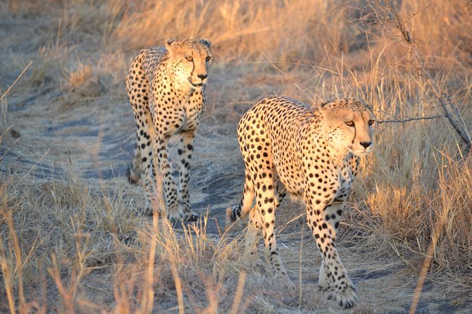 African Safari in Pilanesberg National Park - 1 day adventure - The Road to Pilanesberg: How to Stay Ready for Wildlife Time