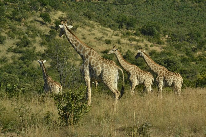 African Safari in Pilanesberg National Park - 1 day adventure - The 3-Hour Open-Top Game Drive: Where Your Best Photos Come From