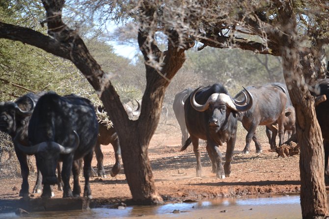 African Safari in Pilanesberg National Park - 1 day adventure - What to Bring (Because the Day Is Long)