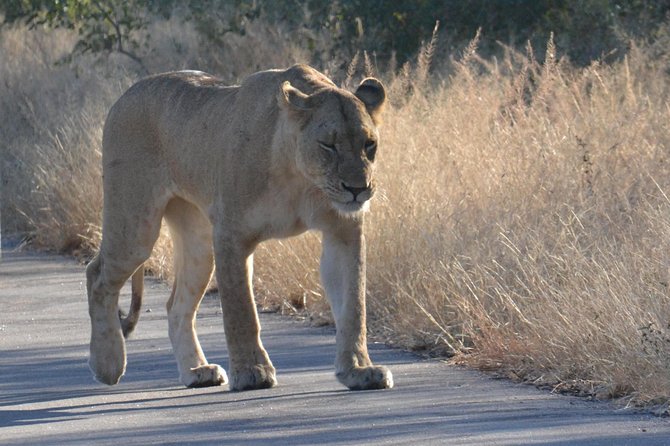 African Safari in Pilanesberg National Park - 1 day adventure - Inside Pilanesberg: Volcano Hills, Water Bodies, and Micro-Habitats